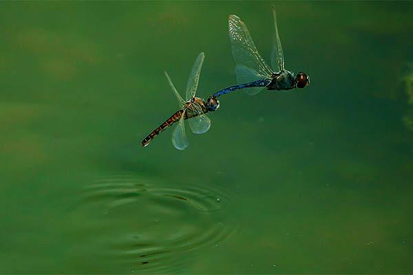 下雨后有很多蜻蜓会怎么样（雨天过后会出现蜻蜓点水）(2)