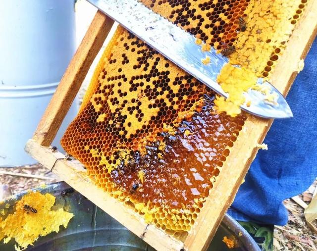 三峰家的蜂蜜（最土的是它最甜的也是它）(11)