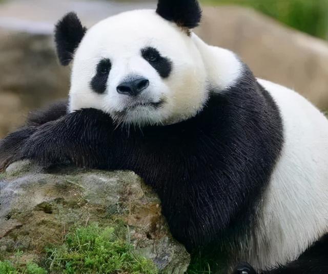 大熊猫是什么时间被发现的（大熊猫是怎样被发现的）(1)