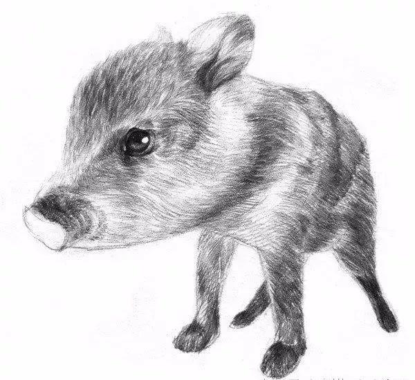 野猪素描绘画作品（动物素描画-野猪怎么画）(9)
