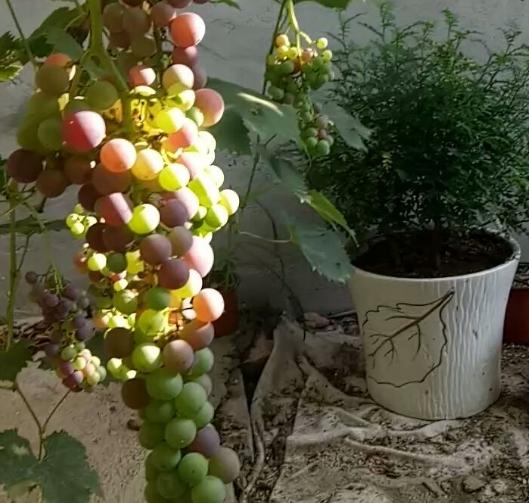 盆栽葡萄花期可以向葡萄树喷水（浇不死的植物居然是葡萄）(10)