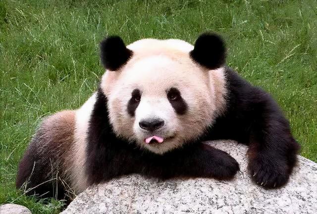 大熊猫是什么时间被发现的（大熊猫是怎样被发现的）(4)