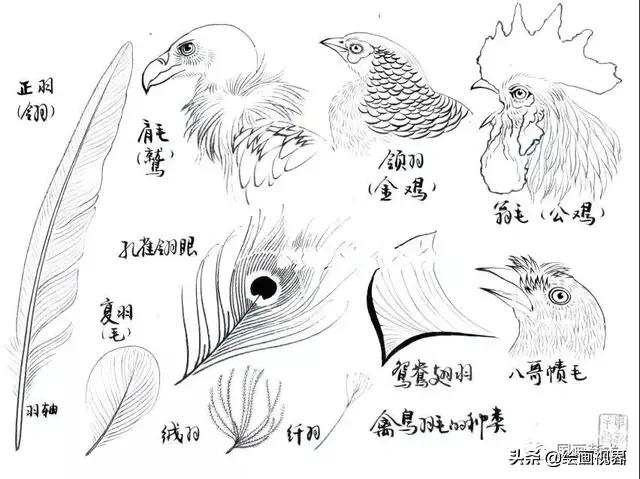 工笔画鸟的详细步骤讲解（画禽鸟先从结构画起）(3)