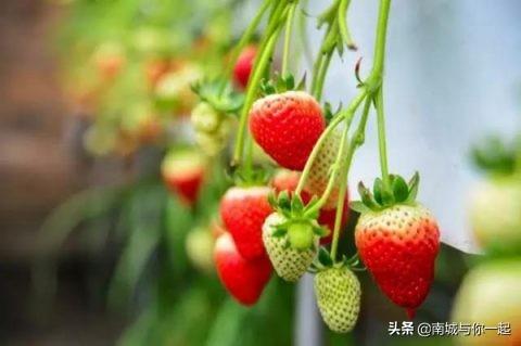草莓是什么季节成熟的水果（草莓是几月份的水果）(2)