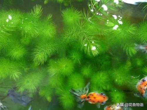 日本绿球藻水草（水草系列金鱼藻）(3)