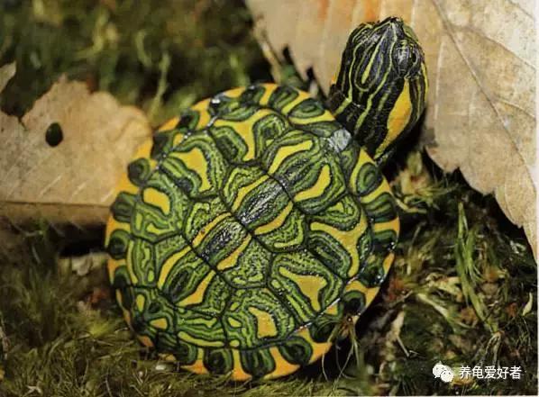养了20年的巴西龟有多大（巴西龟----你所养的第一只龟）(2)