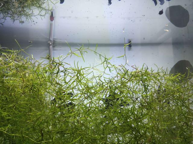 我缸里的水草为什么会发黄腐烂（为什么栽种的水草会出现发黑）(3)
