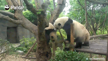 为什么熊猫被视为国宝 为什么熊猫可以成为国宝(2)
