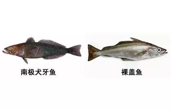 深海鳕鱼8种最佳吃法（涨知识你确定吃过鳕鱼吗）