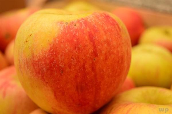 血糖高吃苹果会引起便秘吗（秋季养生吃苹果）