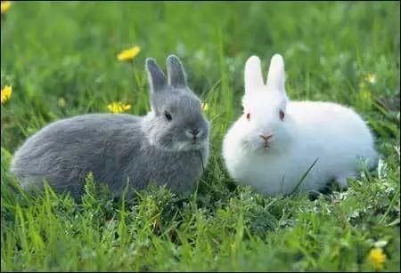 小白兔吃饭和喝水的样子（可爱的小兔兔浑身都是宝）(3)
