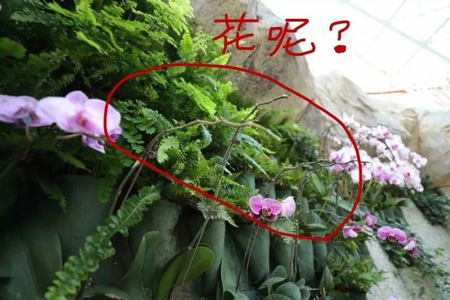 惠州植物园景点简介介绍（植物园科普馆今天重新开放啦）(3)