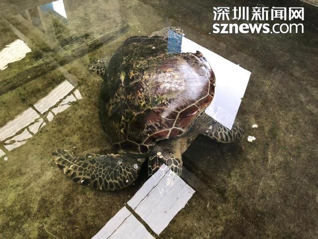 海边现一只绿海龟（流浪绿海龟深圳遇险获救）(2)