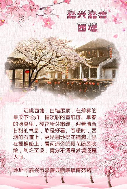 杭州三月中旬樱花景点（揽尽最美的樱花雨）(6)
