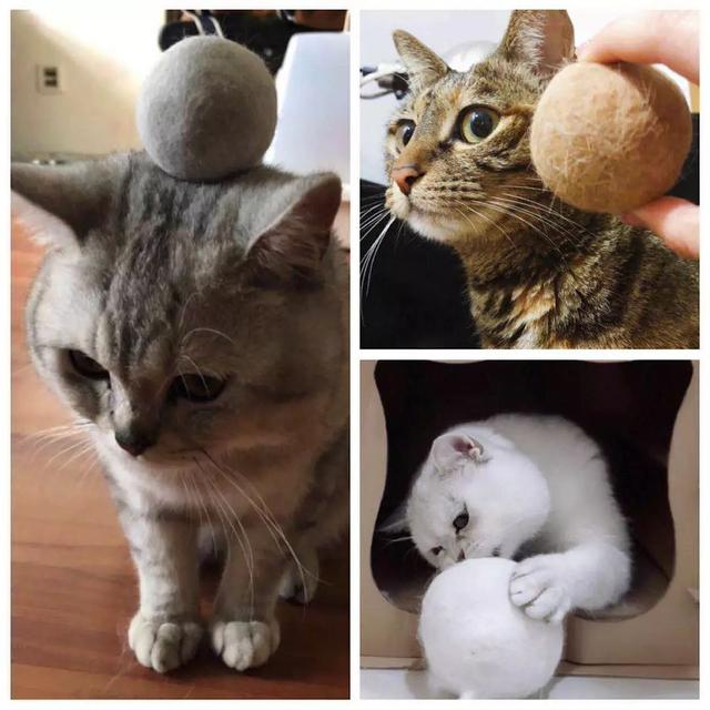 各个年龄段猫咪都能吃的东西（日本夫妻养了3只喵）(17)