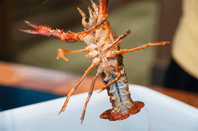 小龙虾是怎么被装进网里面去的（小龙虾34）(2)