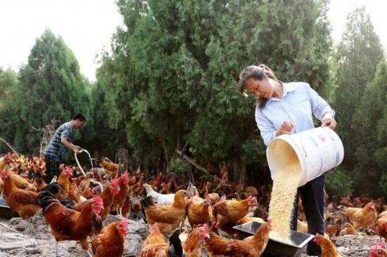 大棚养殖鸡专业户（山东枣庄农户养殖）(3)