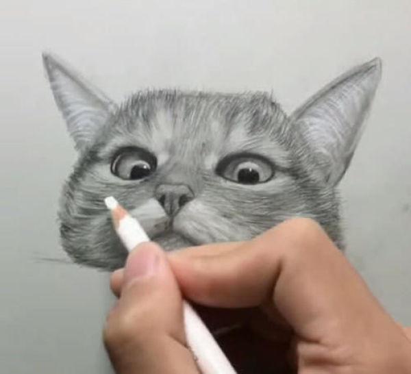 用铅笔画橘猫的教程（美术生教你画猫咪）(3)