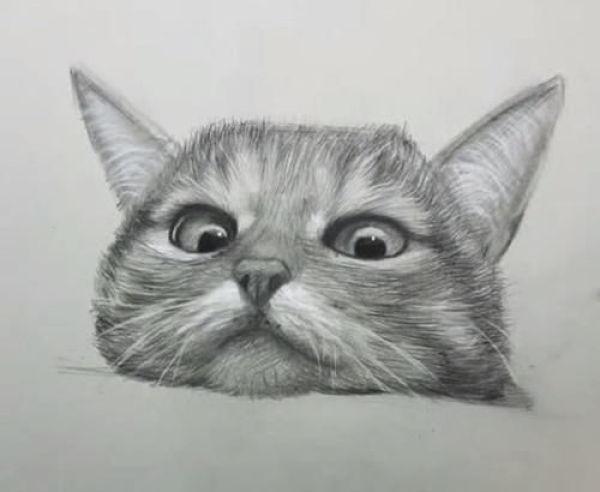 用铅笔画橘猫的教程（美术生教你画猫咪）(4)