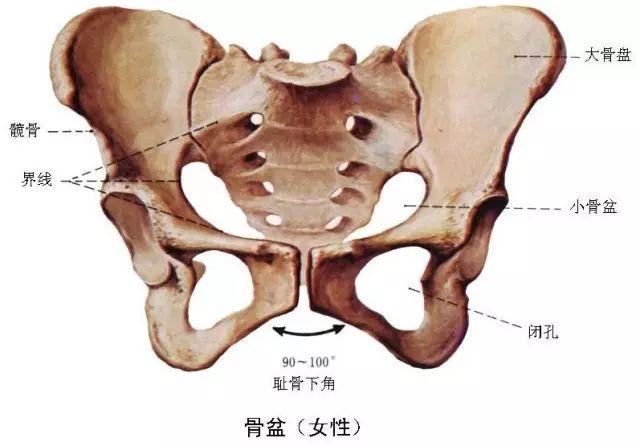 尾骨痛的原因和治疗（尾骨痛更深层分析和解决）(3)