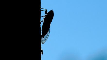 抓住一只蝉等于抓住了整个夏天（一只蝉就是一个哲学家）(1)
