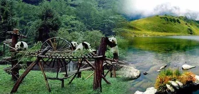 为什么熊猫被视为国宝 为什么熊猫可以成为国宝(17)