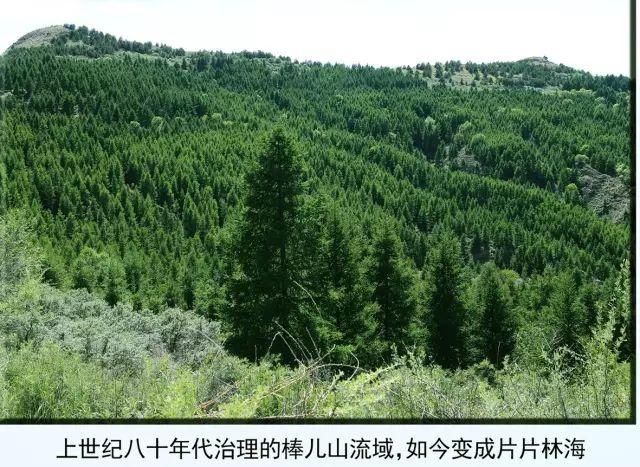 长沙林业发展前景（清水河县林业发展历程和变迁）(7)