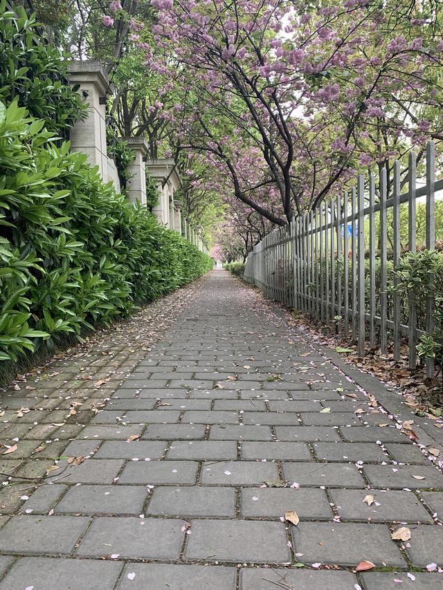 上海最新樱花景点（上海首条樱花市级林荫道今起5天）(6)