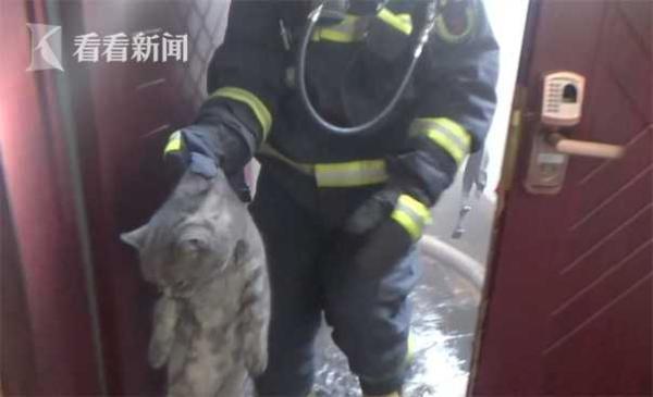 消防员从火场救出猫（火场发现被困蓝猫）(1)