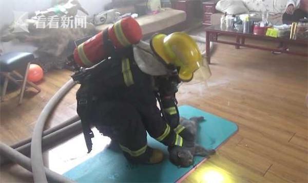 消防员从火场救出猫（火场发现被困蓝猫）
