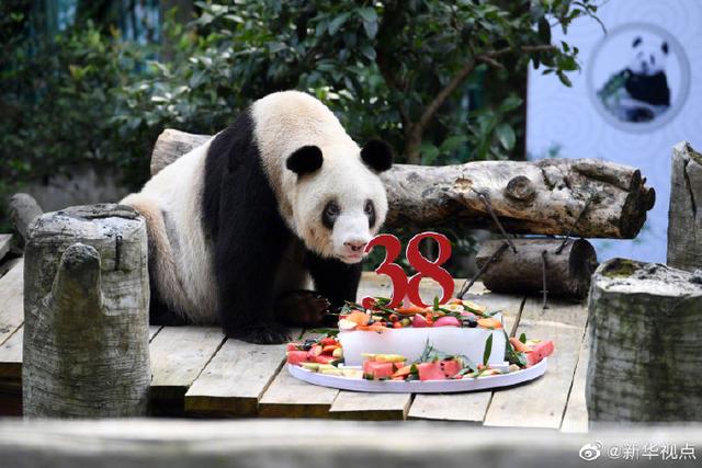 全球最长寿的大熊猫多少岁（世界现存最年长大熊猫迎来38岁生日）(3)