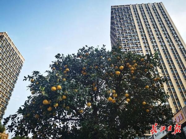 红心橙开花结果（这些黄橙橙挂满枝头的果实是柚子）(1)