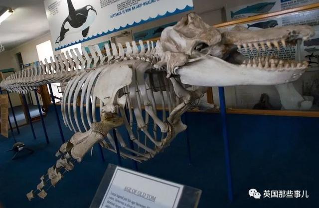 虎鲸差点被人类杀灭绝吗（一百年前人类和虎鲸合作捕猎）(1)