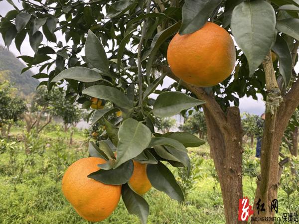 高产柑橘品种（柑橘品种改良先行者）