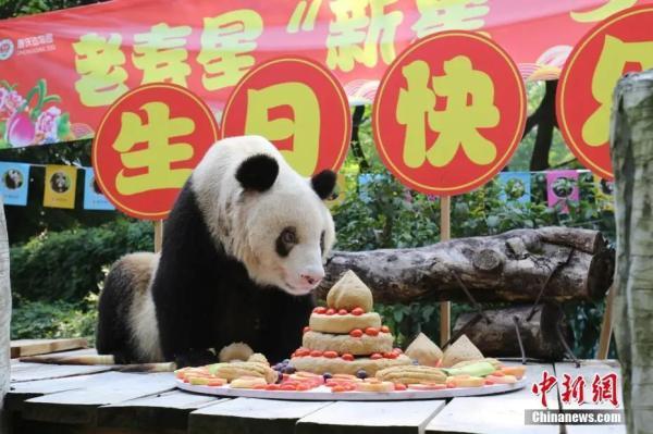 全球最长寿圈养大熊猫谁去世（全球最长寿圈养大熊猫去世）(2)