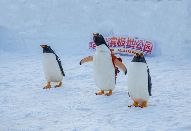 淘学企鹅冰雪大世界打卡（淘学企鹅出门官宣）(3)