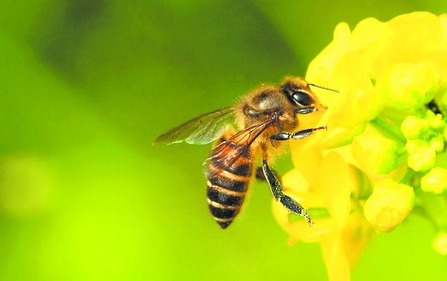 蜂蜜不能乱喝详解各种蜂蜜知识（但服用蜂蜜的禁忌也得牢记）(1)