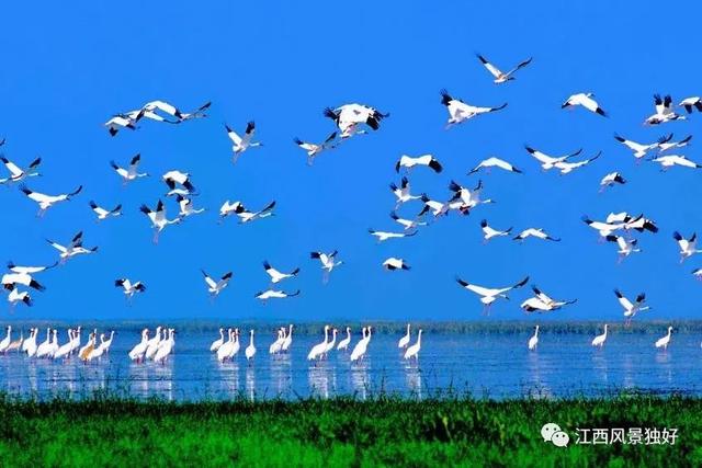 鄱阳湖哪里可以赏鸟（遇见美丽江西来和大表哥相约上饶）(26)