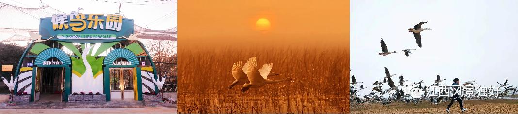 鄱阳湖哪里可以赏鸟（遇见美丽江西来和大表哥相约上饶）(30)