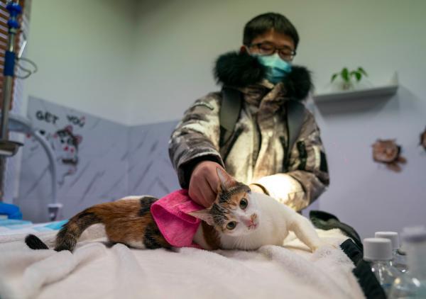 北京流浪猫免费绝育（流浪猫绝育手术免费）(2)