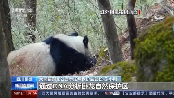 卧龙自然保护区大熊猫基地（四川卧龙自然保护区有149只野生大熊猫）(11)