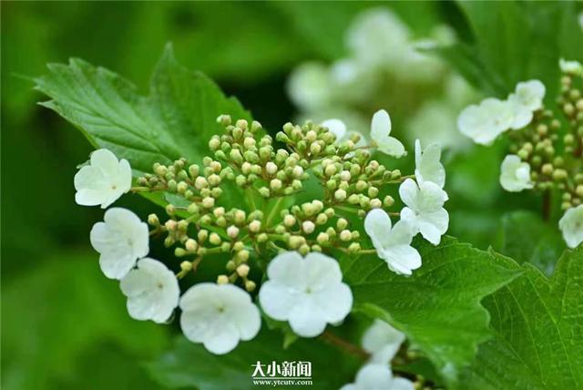 琼花是一种珍贵的花（探花记荚蒾别称天目琼花）(3)