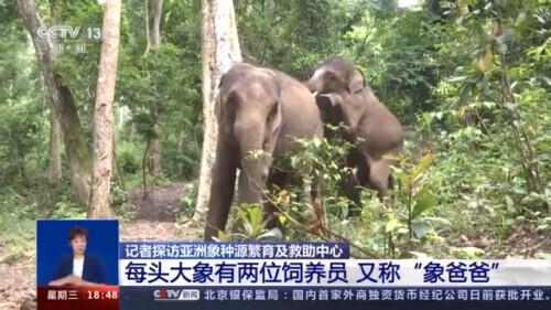 云南大象存活了多少年（先后救助大象20余次）(3)