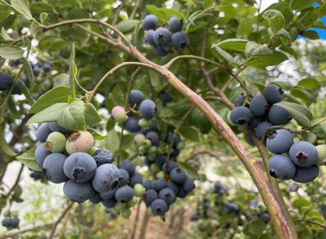 冷冻蓝莓和蓝莓的区别（蓝莓是水果界多么厉害的存在）(2)
