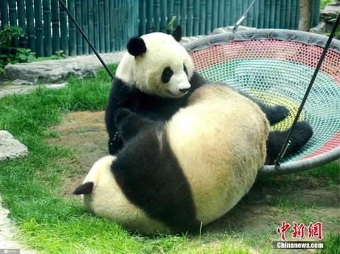 大熊猫的濒危级别该不该降低（大熊猫受威胁程度等级由濒危降为易危）(1)