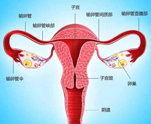 什么是输卵管因素引起不孕（不孕不育的罪魁祸首）