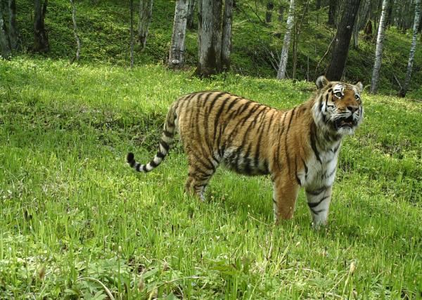 东北虎豹自然保护区（东北虎豹国家公园正式设立）(3)