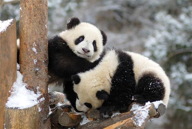 野生大熊猫探秘（大熊猫国家公园旗舰物种）(2)