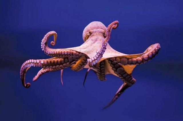 巨型章鱼真的存在吗（韩国却发现一只32条腿的可怕章鱼）(2)