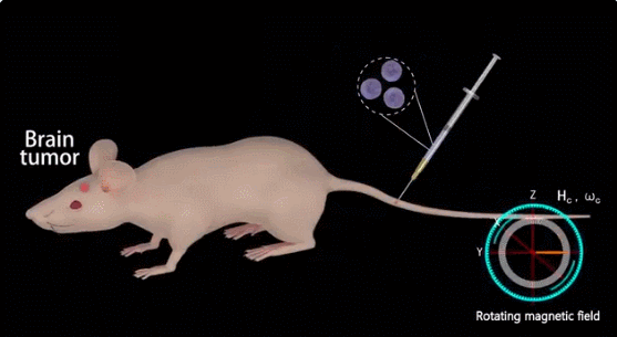 纳米机器人研究有哪些进展（哈工大微纳米机器人首次实现小鼠脑瘤的主动靶向治疗）(5)